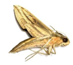 Xylophanes titana