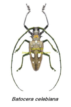 Batocera celebiana