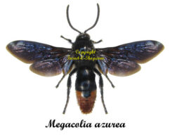 Megascolia azurea ( spread )