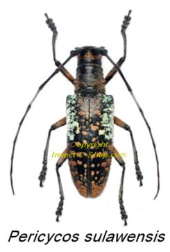 Pericycos sulawensis