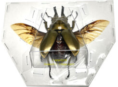 Allotopus rosenbergi ( étalé )