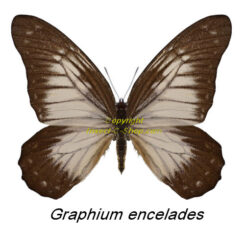 Graphium encelades