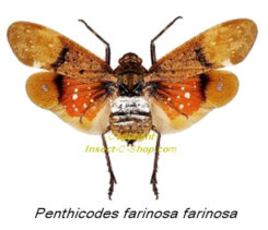 Penthicodes farinosa farinosa ( spread )