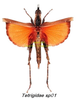 Tetrigidae sp 01 ( spread )