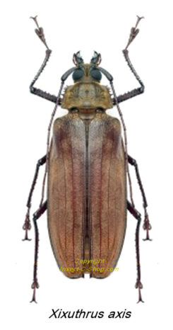Xixuthrus axis