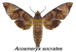 Acosmeryx socrates