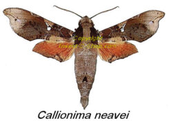 Callionima neavei