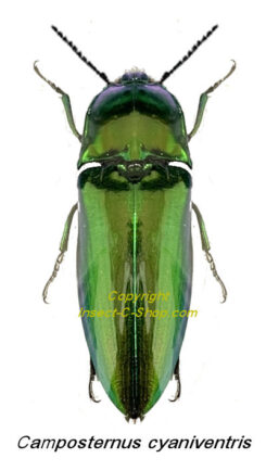 Campsosternus cyaniventris