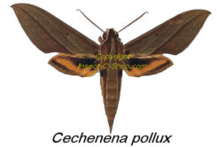 Cechenena pollux