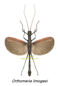Orthomeria limogesi ( spread )