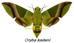 Oryba kadeni