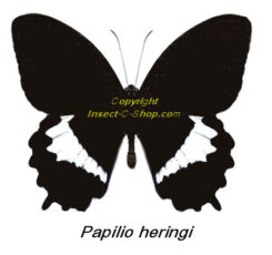 Papilio heringi
