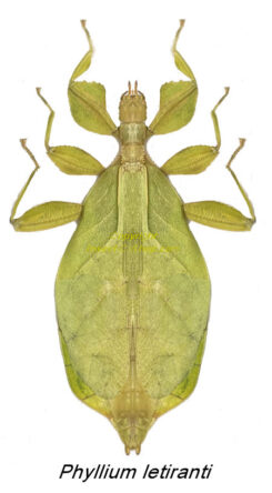 Phyllium letiranti