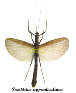 Presbistus appendiculatus ( spread )