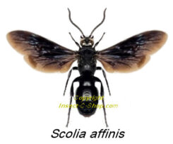 Scolia affinis ( étalé )