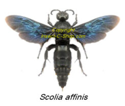 Scolia affinis ( spread )