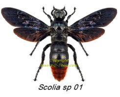Scolia sp 01 ( étalé )