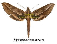 Xylophanes acrus