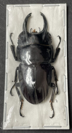 Dorcus arfakianus
