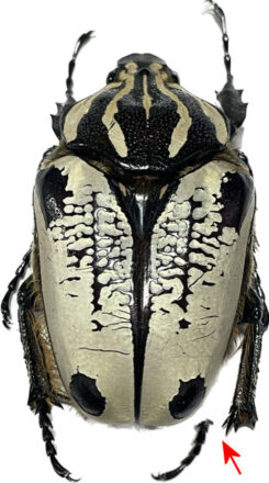 Goliathus goliatus ab. striatus