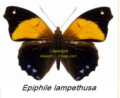 Epiphile lampethusa