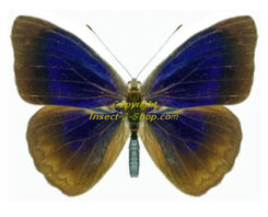 Eunica clytia