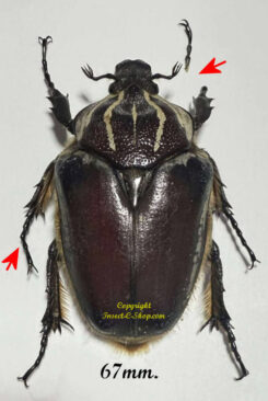 Goliathus goliatus  ab.  apicalis