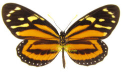 Lycorea halia cleobaea