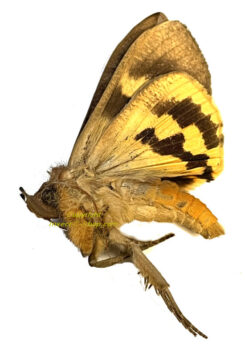 Noctuidae sp. #3