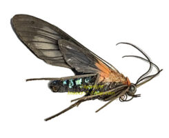 Moth sp. #13