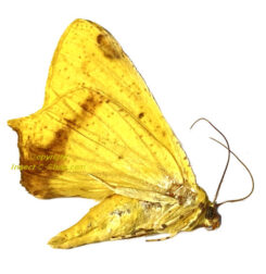 Moth sp. #6