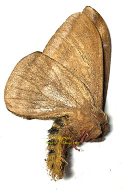 Saturniidae sp. #2