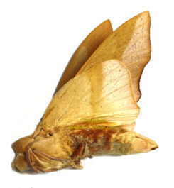Saturniidae sp. #8