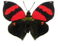 Siderone galanthis galanthis
