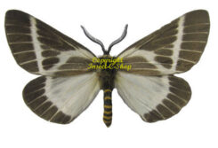 Unidentified Lep