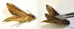 Xylophanes thyelia ?