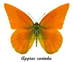 Appias zarinda