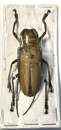 Rosenbergia mandibularis