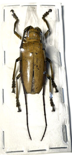 Rosenbergia mandibularis