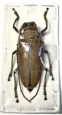 Rosenbergia weiskei