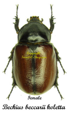 Beckius beccarii koletta