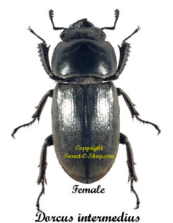 Dorcus intermedius