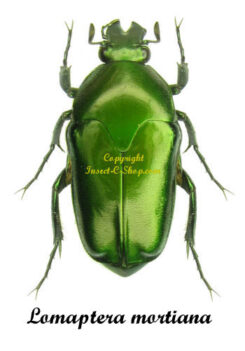 Lomaptera mortiana