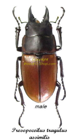 Prosopocoilus tragulus assimilis