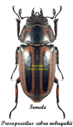 Prosopocoilus zebra noboyukii