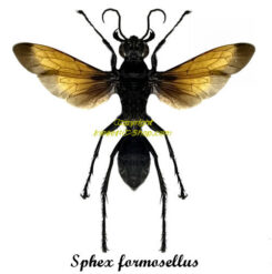 Sphex formosellus ( spread )