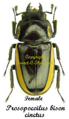 Prosopocoilus bison cinctus