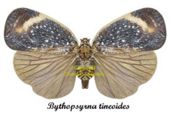 Bythopsyrna tineoides ( étalé )