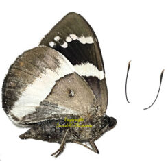 Castnia licus