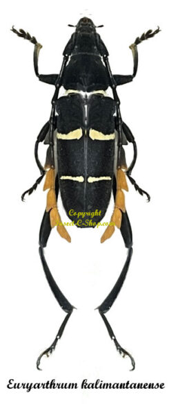 Euryarthrum kalimantanense